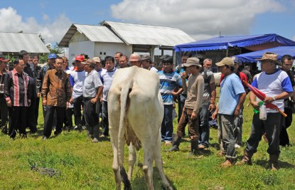 Sulawesi Utara Berpotensi menjadi Sentra Sapi di Indonesia Timur